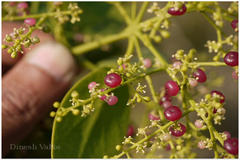 Salvadora persica var. wightiana